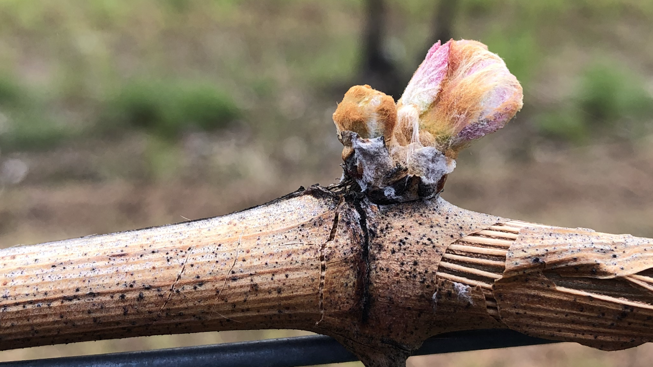 Second cabernet franc